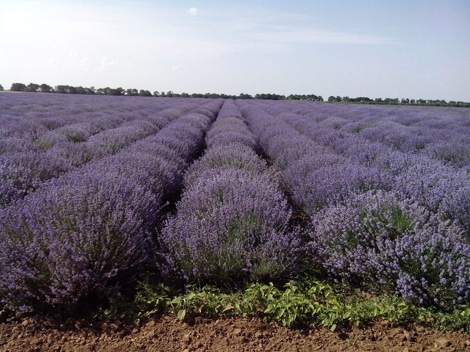 Lavender Oil Plant