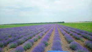 lavender plant