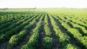melissa officinalis essential oil