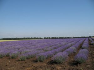 bulgarian lavender oil