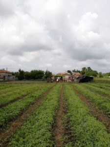 melissa officinalis plant harvesting