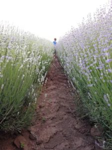 Lavender plant