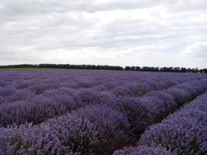 Lavandula Vera essential oil