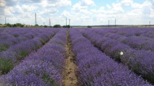 Lavender plant