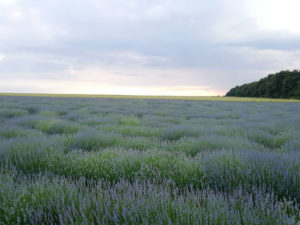 bulgarian lavender oil