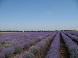 lavender oil plant