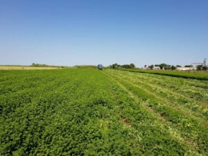 melissa officinalis plant harvesting