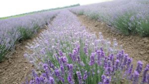 bulgarian lavender plant