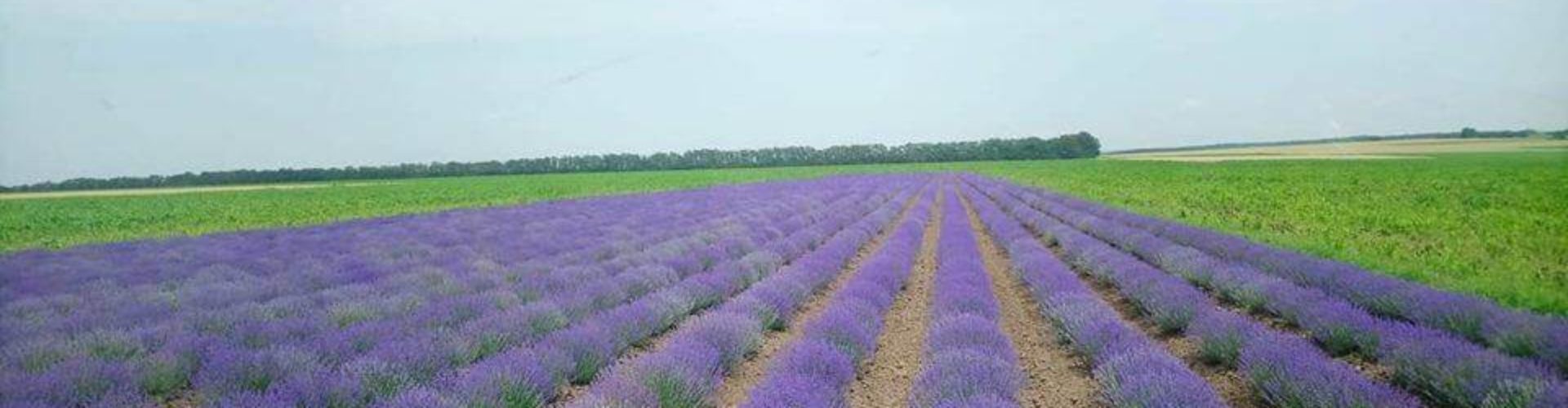 Bulgarian Essential Oils